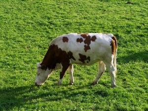 lait white brown cattle 959486 pixabay