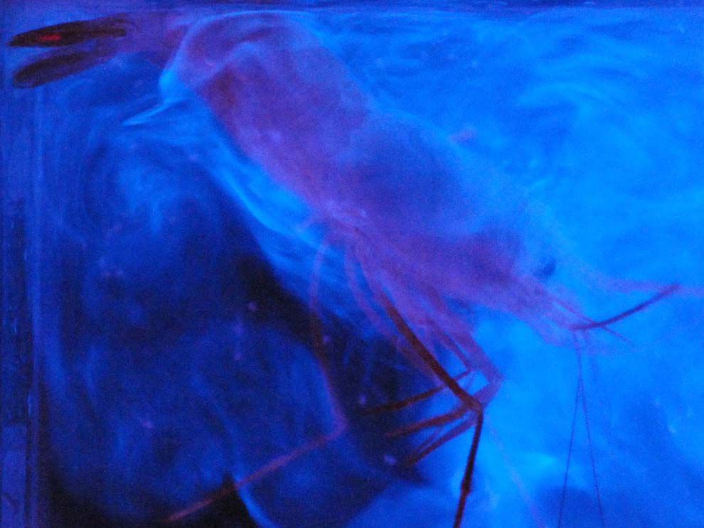 2018 05 fluo phospho shrimp National Geographic