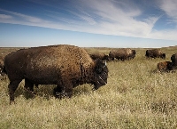 bison-1374067-pixabay.jpg