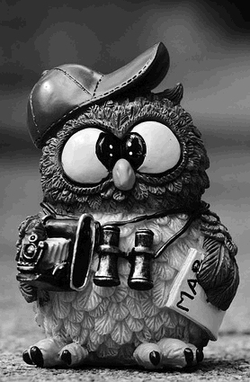 owl-964011-pixabay-256-nb.jpg